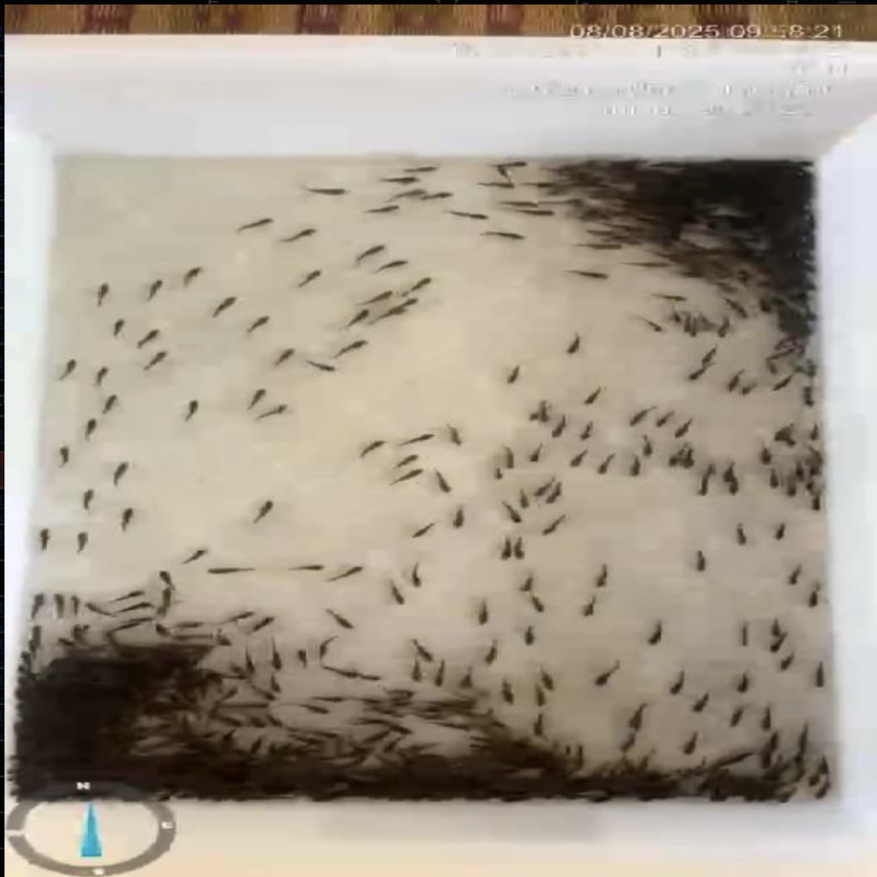 鱼卵检测数据集-YOLO数据集