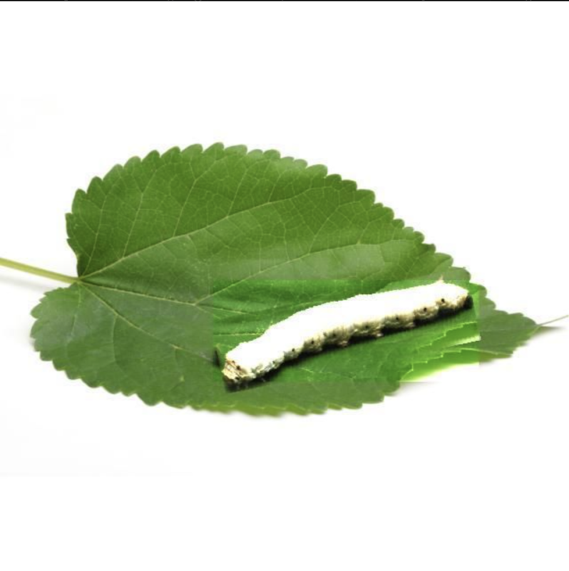 Sericulture桑蚕病害识别数据集-YOLO数据集