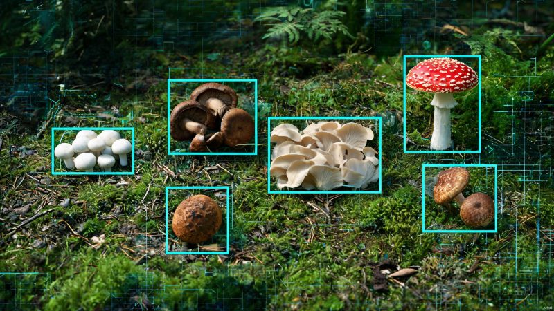 14种蘑菇分类检测数据集 | 实例分割 | 生物科学-YOLO数据集