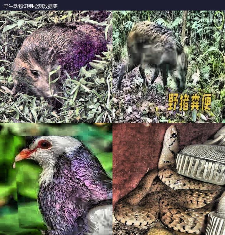 野生动物识别检测数据集-YOLO数据集