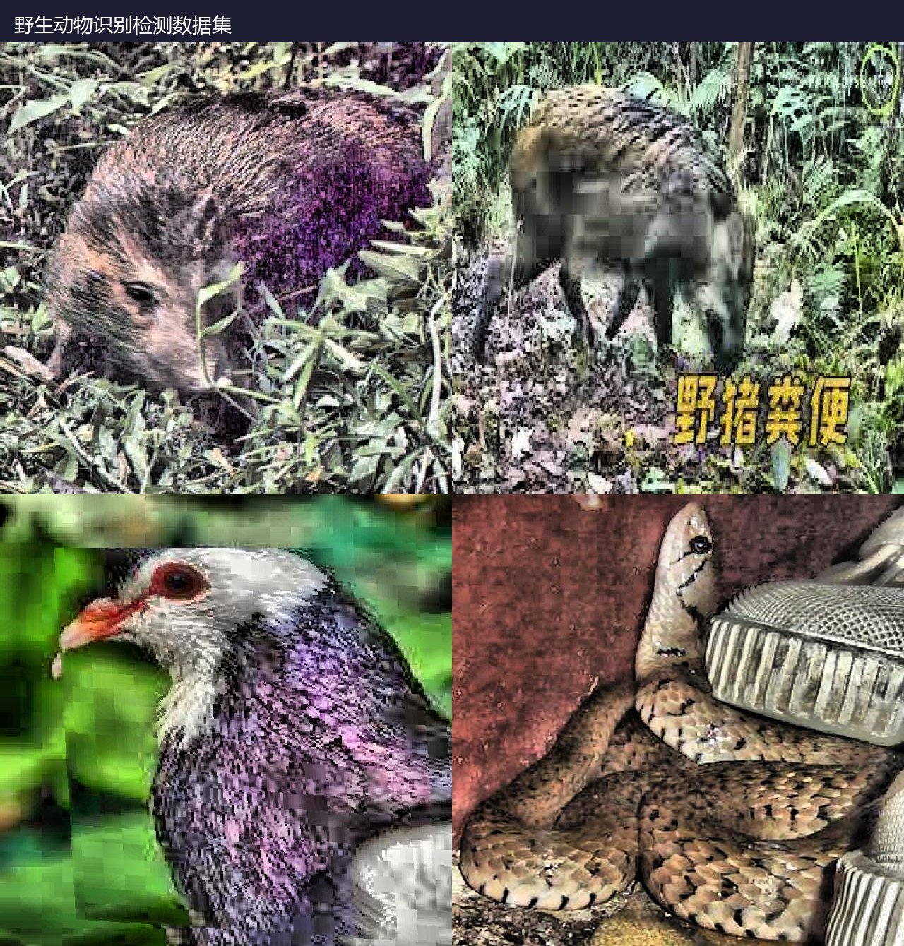 野生动物识别检测数据集 预览图